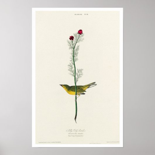 Selby's Flycatcher van het Poster van Audubon (Voorkant)
