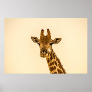 SELECTIEVE FOCUS FOTOGRAFIE VAN GIRAFFE POSTER