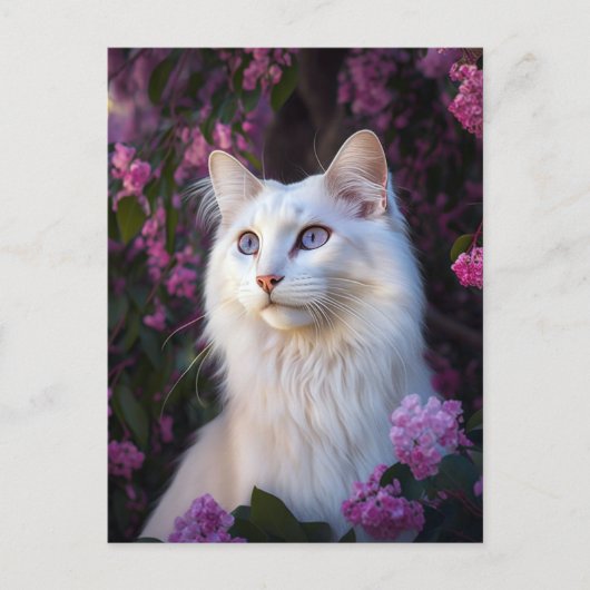 Selene het Turkse Briefkaart van de Angora Cat (Voorkant)