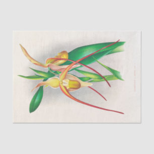 Selenipedium Grande (Orchid) door Jean Jules Linde Tissuepapier