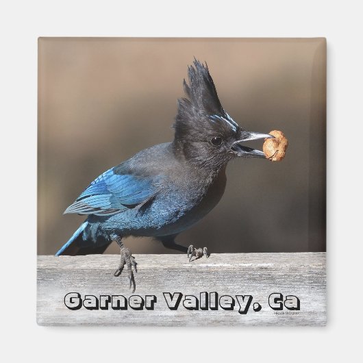 Seller's Jay met pinda Magnet Garner Valley, Ca (Voorkant)