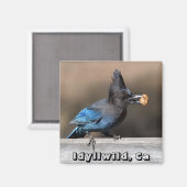 Seller's Jay met pinda Magnet Idyllwild, Ca (Voorkant / Achterkant)