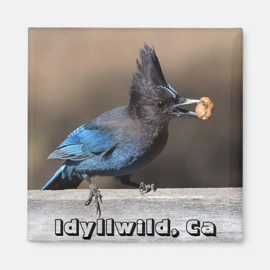 Seller's Jay met pinda Magnet Idyllwild, Ca (Voorkant)