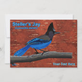 Seller's Jay op binnenste boog (Voorkant)