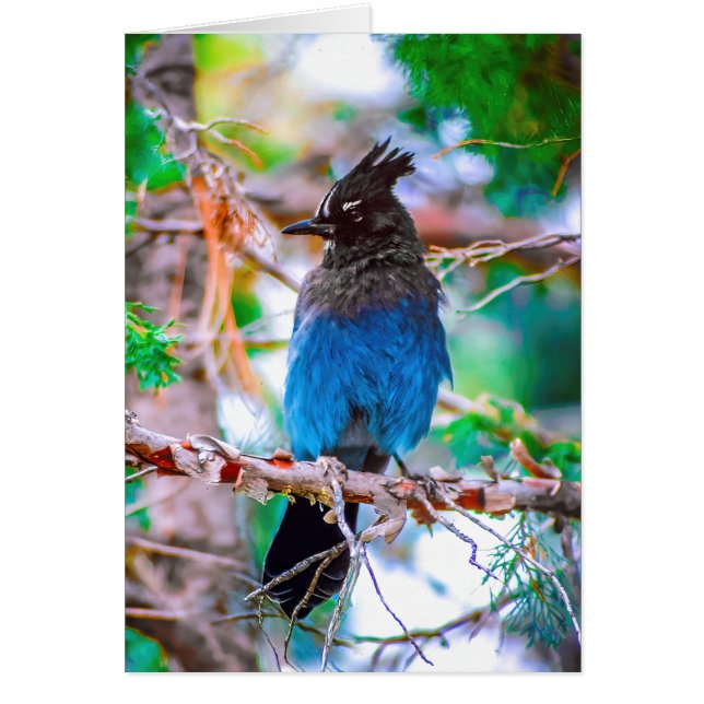 Seller's Jay - Originele Foto (Voorkant)