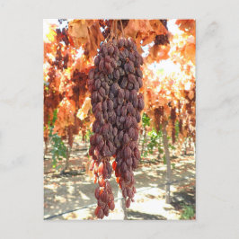 Selma Pete DOV Raisin Grapes Briefkaart