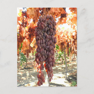 Selma Pete DOV Raisin Grapes Briefkaart