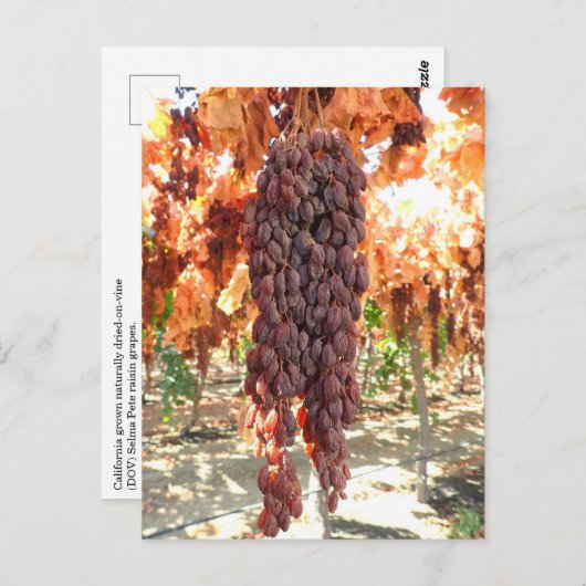 Selma Pete DOV Raisin Grapes Briefkaart (Voorkant / Achterkant)