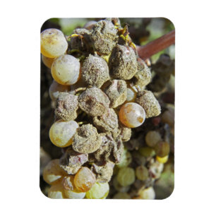 Semillon-druiven met edele rotting. op het moment magneet