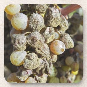 Semillon-druiven met edele rotting. ten tijde van drankjes onderzetter