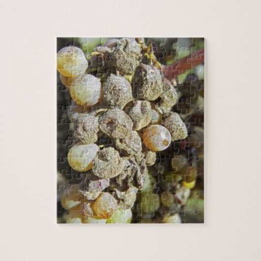 Semillon-druiven met edele rotting. ten tijde van legpuzzel (Verticaal)