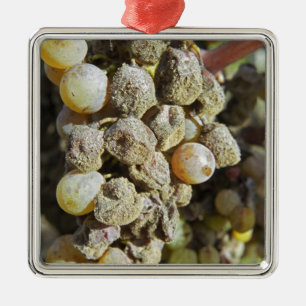 Semillon-druiven met edele rotting. ten tijde van metalen ornament