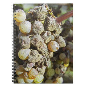 Semillon-druiven met edele rotting. ten tijde van  notitieboek