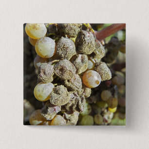 Semillon-druiven met edele rotting. ten tijde van  vierkante button 5,1 cm