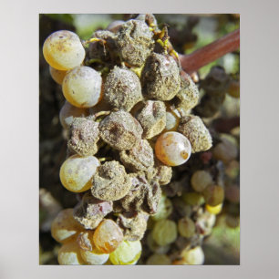 Semillon-druiven met edele rotting. tijdens de oog poster