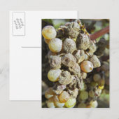 Semillon-druiven met edelrot op het oogsttijdstip briefkaart (Voorkant / Achterkant)