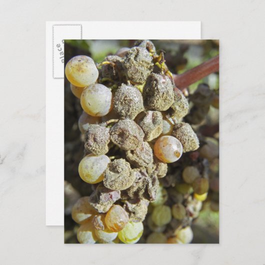 Semillon-druiven met edelrot op het oogsttijdstip briefkaart (Voorkant / Achterkant)