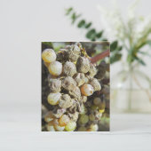 Semillon-druiven met edelrot op het oogsttijdstip briefkaart (Staand voorkant)