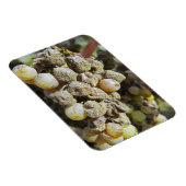 Semillon-druiven met edelrot op het oogsttijdstip magneet (Rechterzijde)