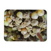 Semillon-druiven met edelrot op het oogsttijdstip magneet (Horizontaal)