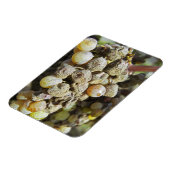 Semillon-druiven met edelrot op het oogsttijdstip magneet (Linkerzijde)