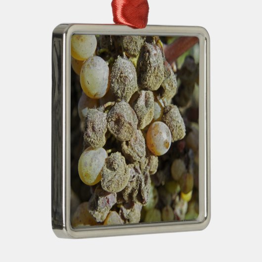 Semillon druiven met edelrot. op het oogsttijdstip metalen ornament (Rechts)