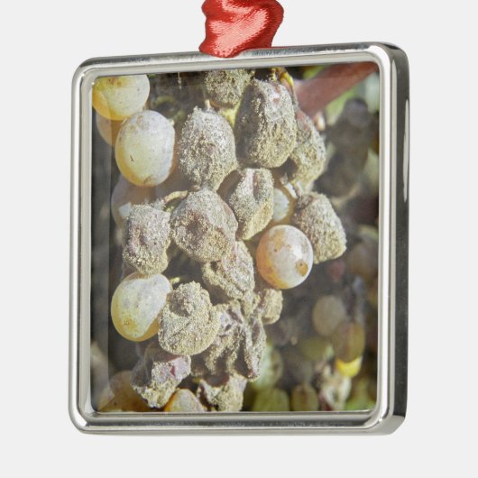 Semillon druiven met edelrot. op het oogsttijdstip metalen ornament (Links)