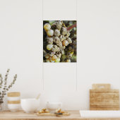 Semillon-druiven met edelrot op het oogsttijdstip poster (Keuken)