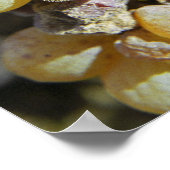 Semillon-druiven met edelrot op het oogsttijdstip poster (Hoek)