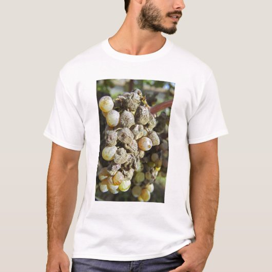 Semillon druiven met edelrot. op het oogsttijdstip t-shirt (Voorkant)
