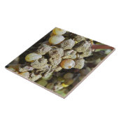 Semillon druiven met edelrot. op het oogsttijdstip tegeltje (Zijkant)