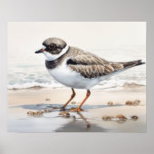 Semipalmated Plover Bird Art Print Poster (Voorkant)