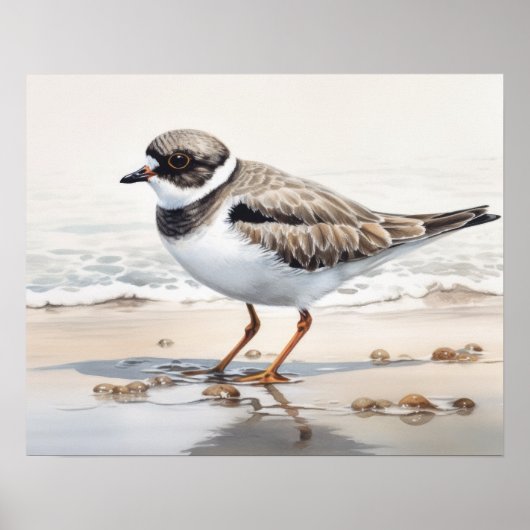 Semipalmated Plover Bird Art Print Poster (Voorkant)