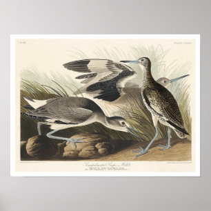 Semipalmated Snipe of Willet door Poster van Audub