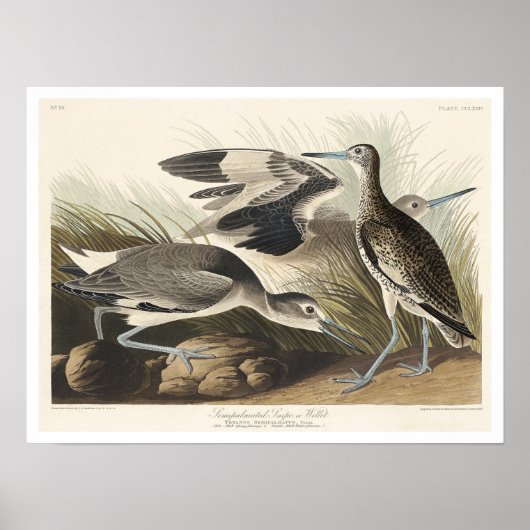 Semipalmated Snipe of Willet door Poster van Audub (Voorkant)