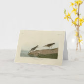 Semipalmeerde Sandpiper, Amerikaanse vogels van Au Kaart (Gele Bloem)