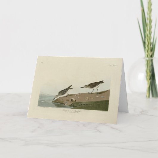 Semipalmeerde Sandpiper, Amerikaanse vogels van Au Kaart (Voorkant)