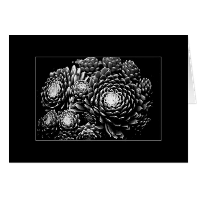 Sempervivum (Voorkant Horizontaal)