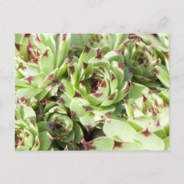 Sempervivum Briefkaart
