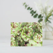 Sempervivum Briefkaart (Staand voorkant)
