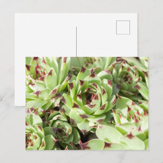 Sempervivum Briefkaart (Voorkant / Achterkant)
