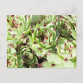 Sempervivum Briefkaart (Voorkant)