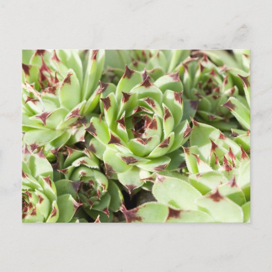 Sempervivum Briefkaart (Voorkant)