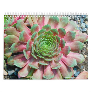 Sempervivum en Jovibarba Kalender