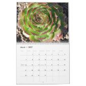 Sempervivum en Jovibarba Kalender (Mar 2027)