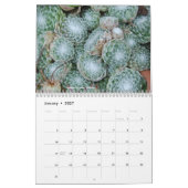 Sempervivum en Jovibarba Kalender (Jan 2027)