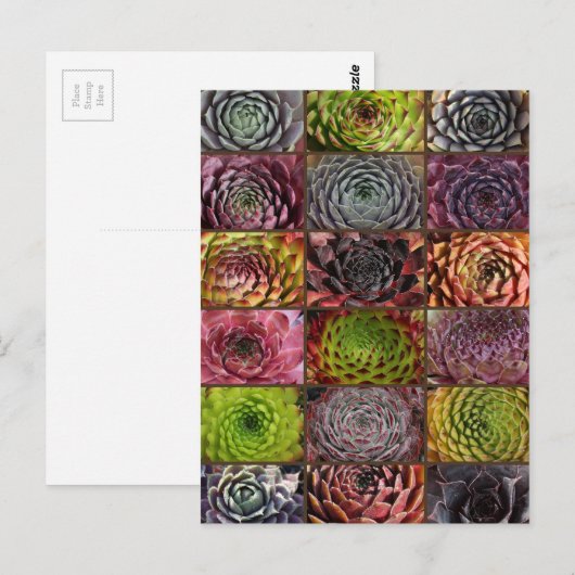 Sempervivum - Houseleek - Hauswurz - Collage Briefkaart (Voorkant / Achterkant)