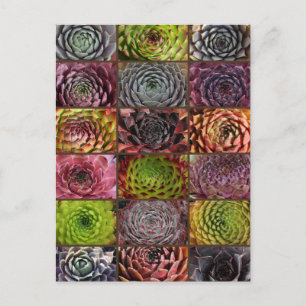 Sempervivum - Houseleek - Hauswurz - Collage Briefkaart