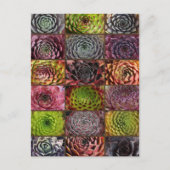 Sempervivum - Houseleek - Hauswurz - Collage Briefkaart (Voorkant)