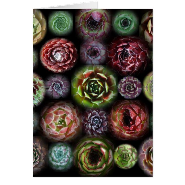 Sempervivum-kaart (Voorkant)